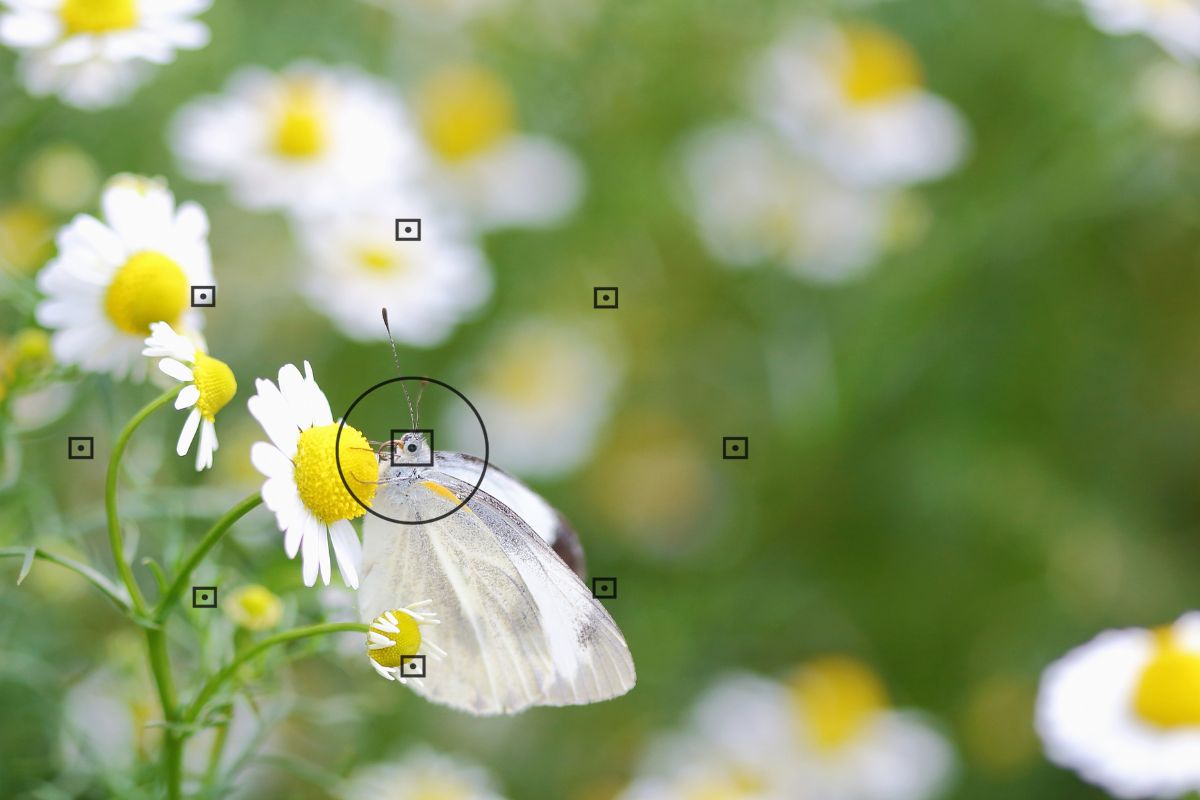 Focal Point in Photography: An Essential Guide