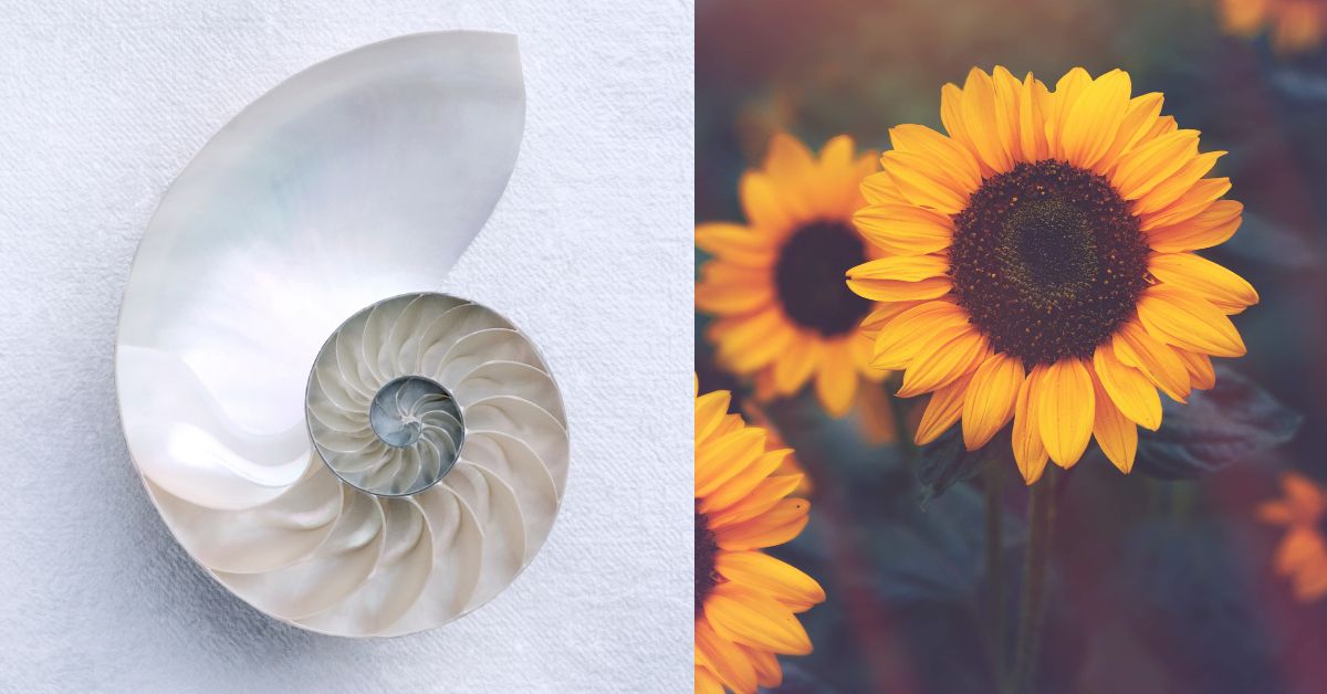 Golden Ratio in Photography