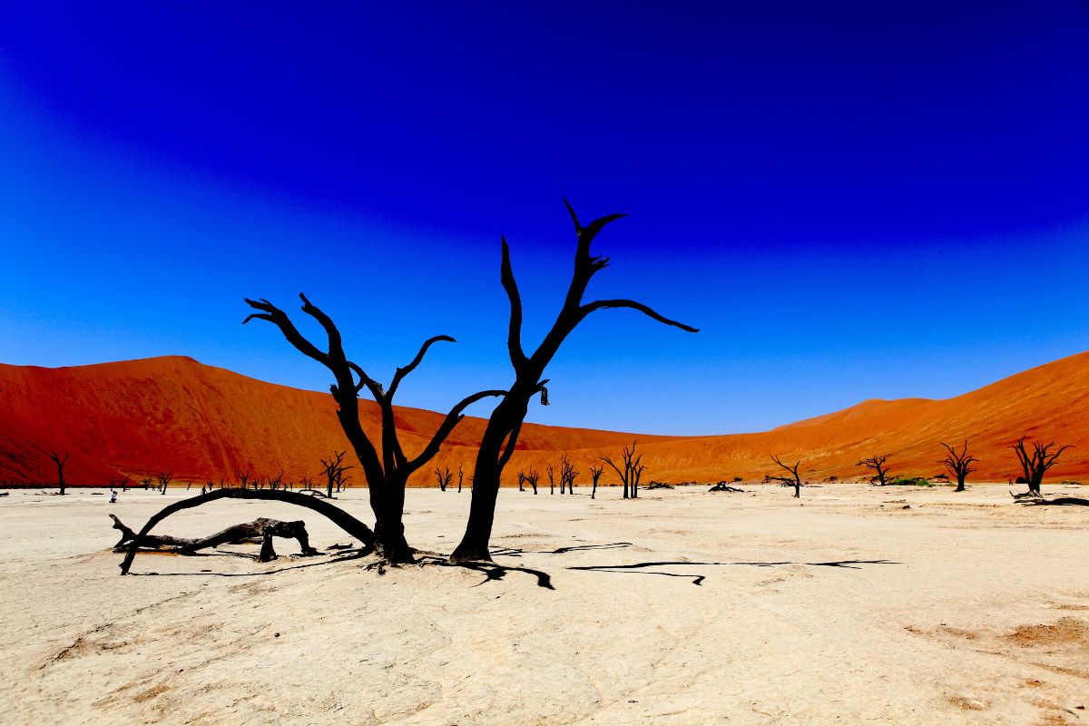 Focal Point in Photography: An Essential Guide