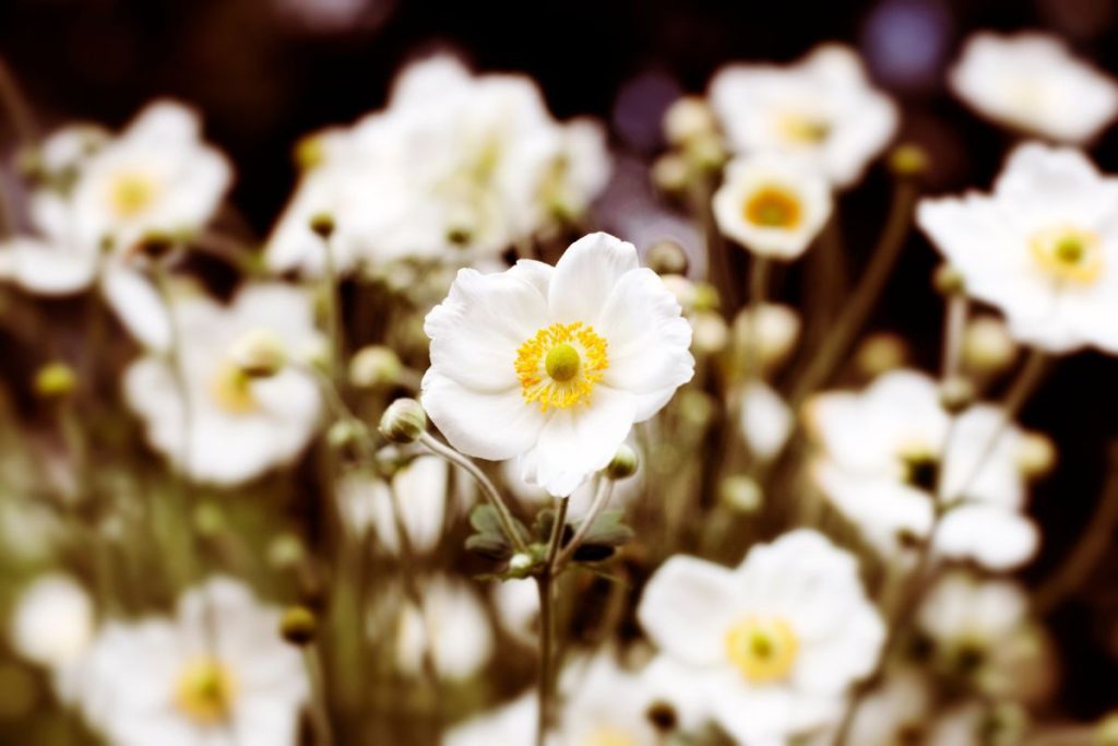 Focal Point in Photography: An Essential Guide