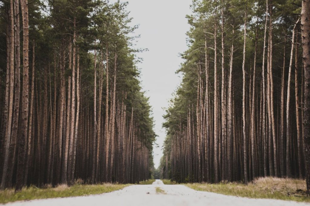 5 types of Leading Lines in Photography Composition