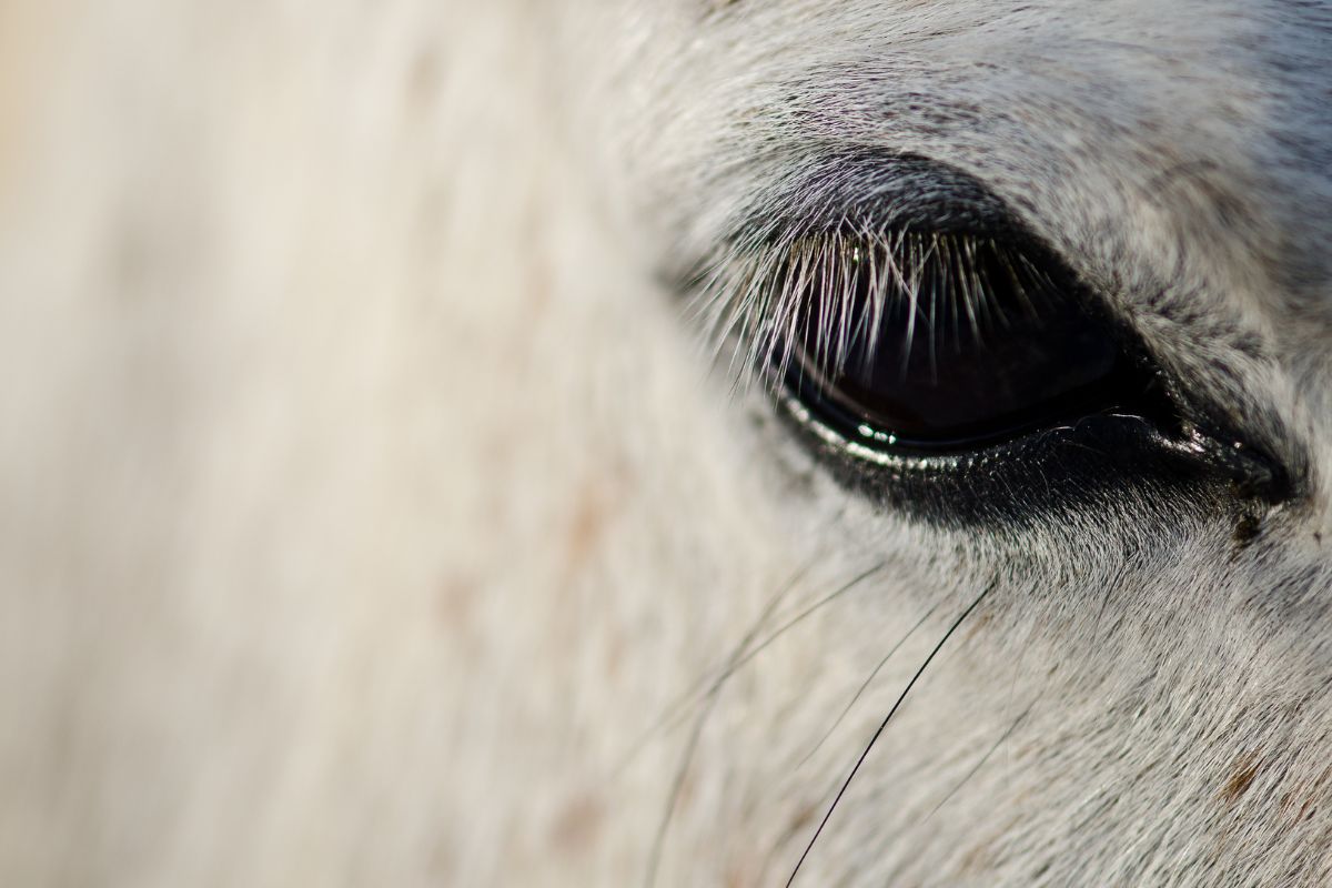 Focal Point in Photography: An Essential Guide