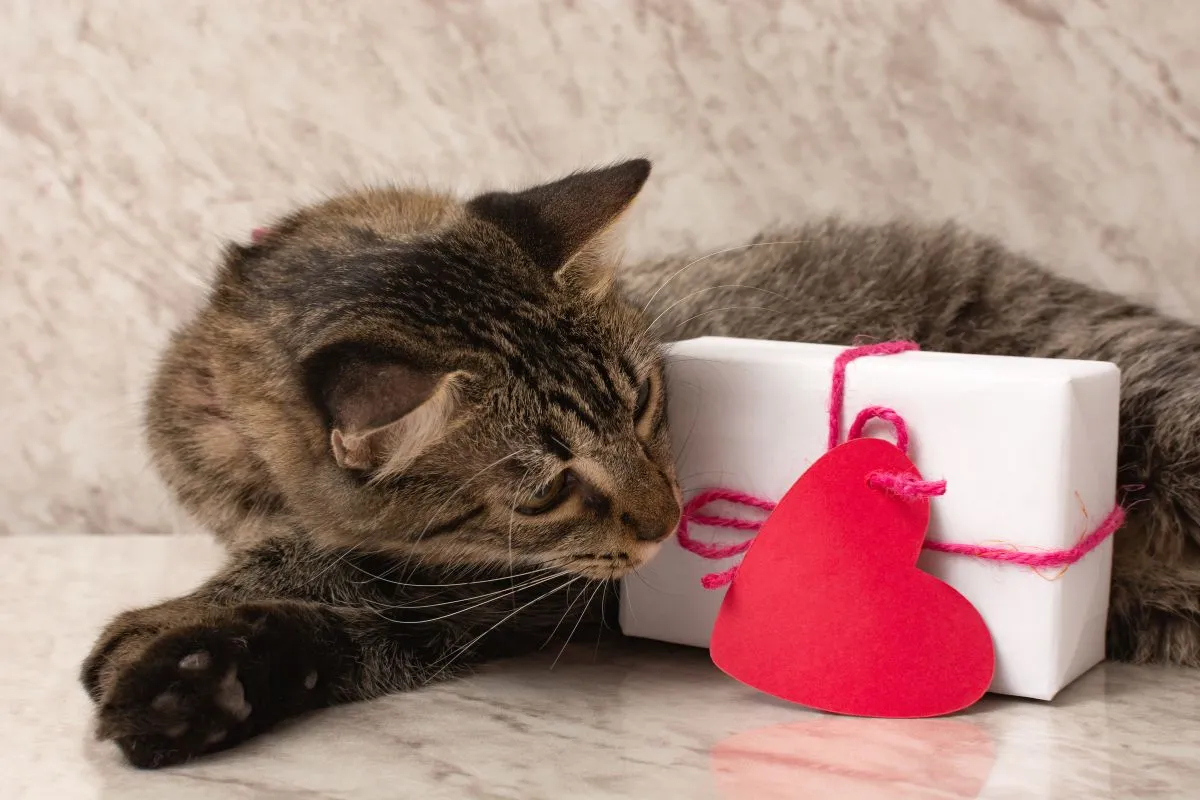 Valentine's Day Photo shoot ideas for Your Business